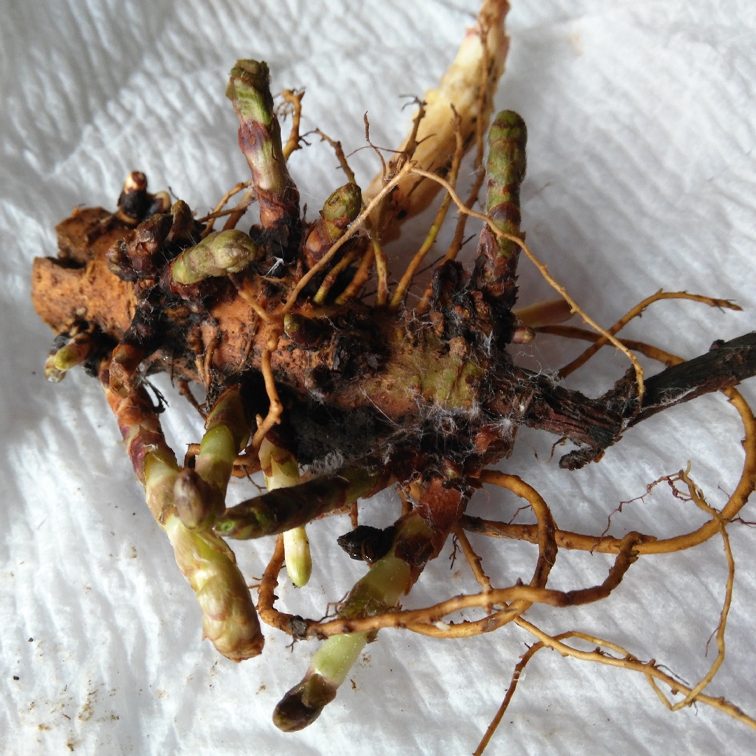 Hops Crystal in the GardenTags plant encyclopedia