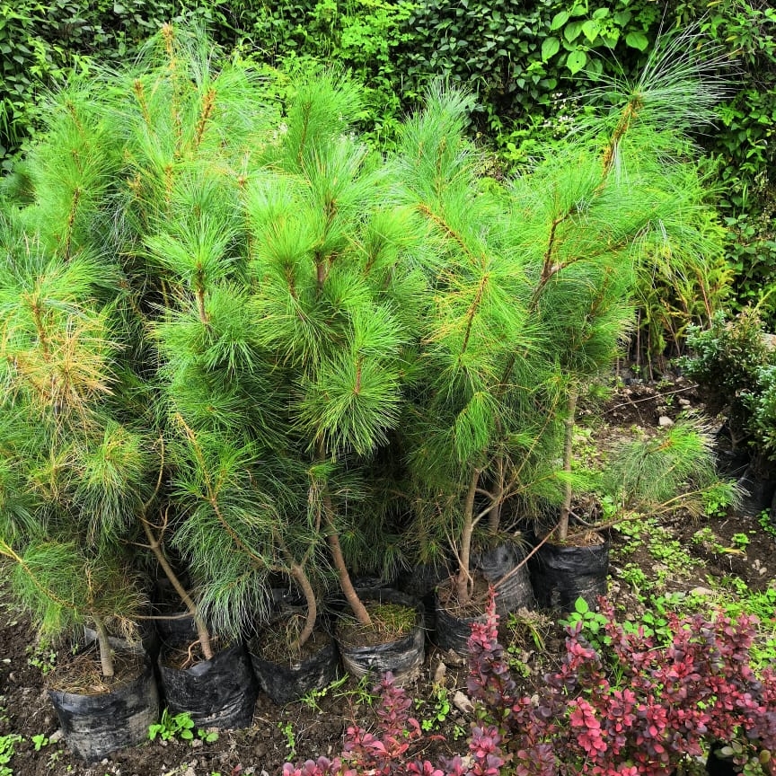 Deodar Cedar in the GardenTags plant encyclopedia