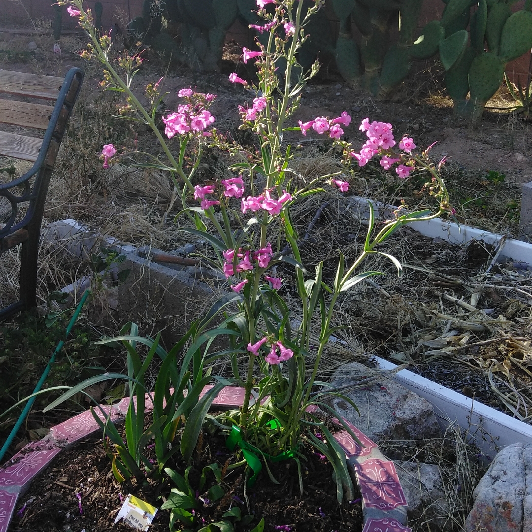 Perrys Penstemon in the GardenTags plant encyclopedia