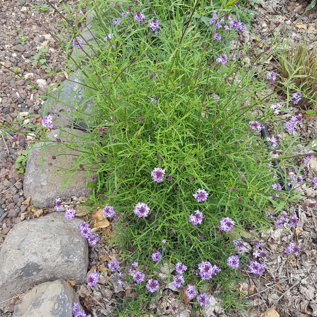 De la Mena Verbena in the GardenTags plant encyclopedia