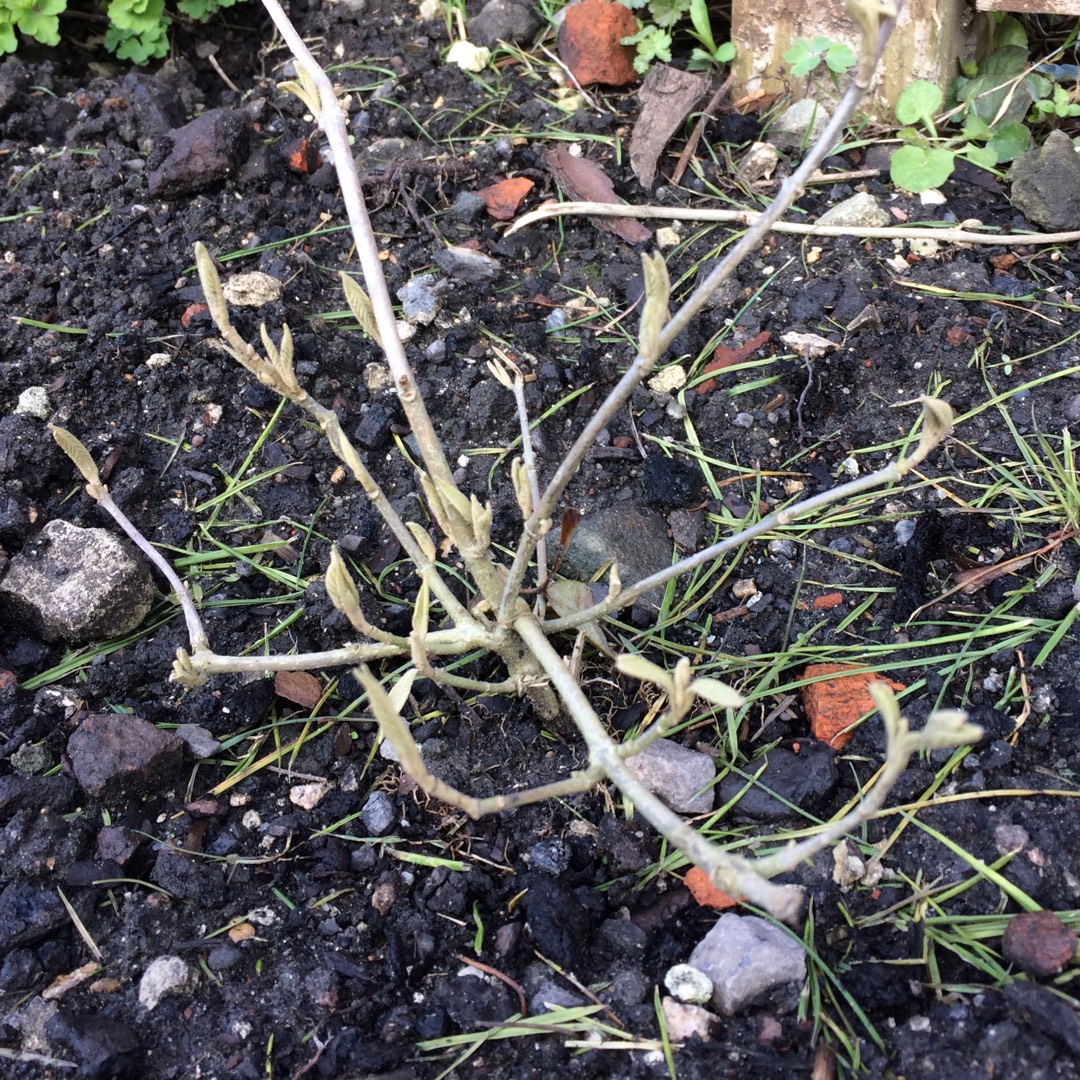 Purple Beautyberry in the GardenTags plant encyclopedia