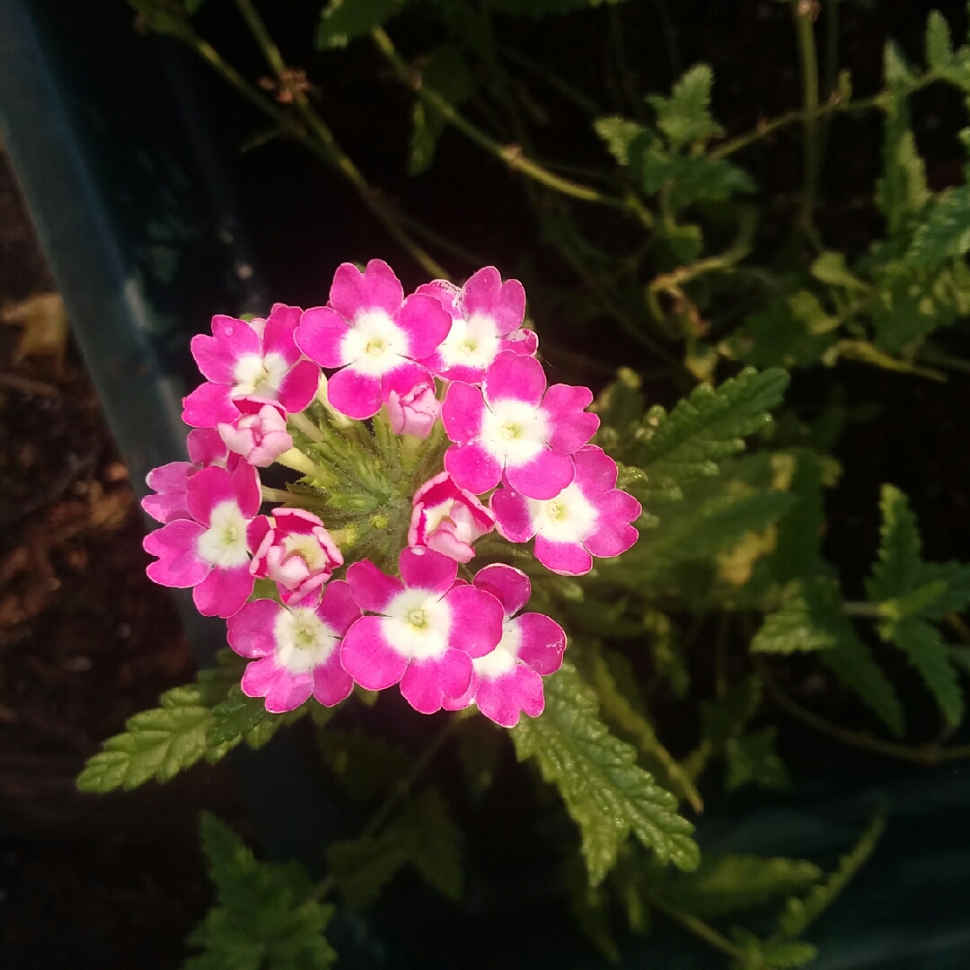 Verbena Lanai™ Rose with Eye in the GardenTags plant encyclopedia