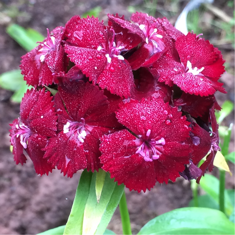 Sweet William Sweet™ Black Cherry (Sweet™ Series) in the GardenTags plant encyclopedia