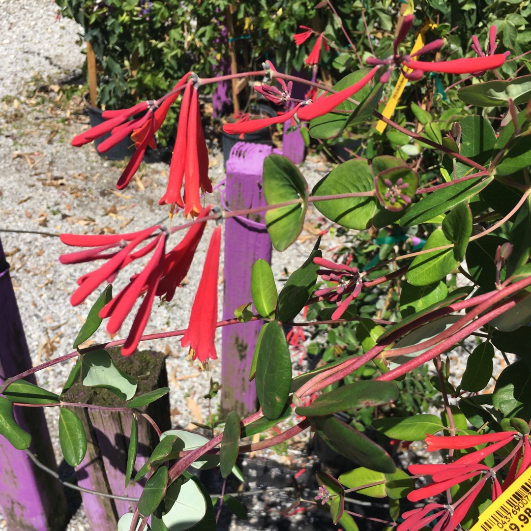 Coral Honeysuckle in the GardenTags plant encyclopedia