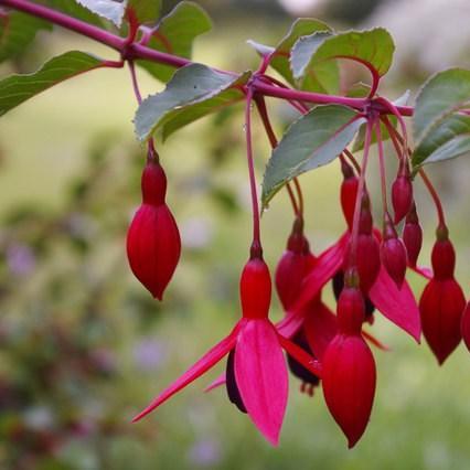 Fuchsia Mrs Popple in the GardenTags plant encyclopedia