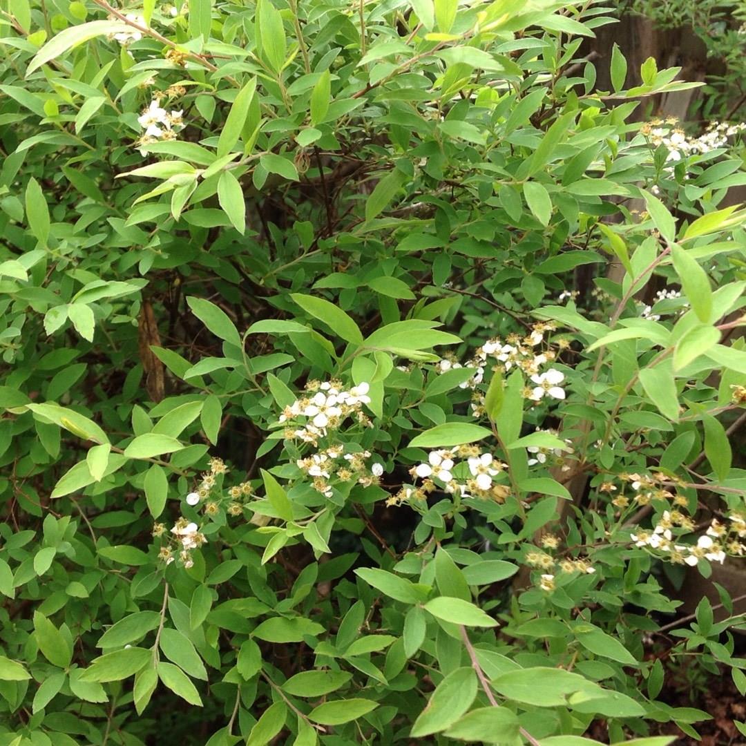 Bridal Wreath Spiraea in the GardenTags plant encyclopedia