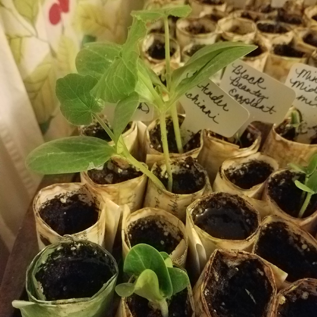 Courgette Contender in the GardenTags plant encyclopedia