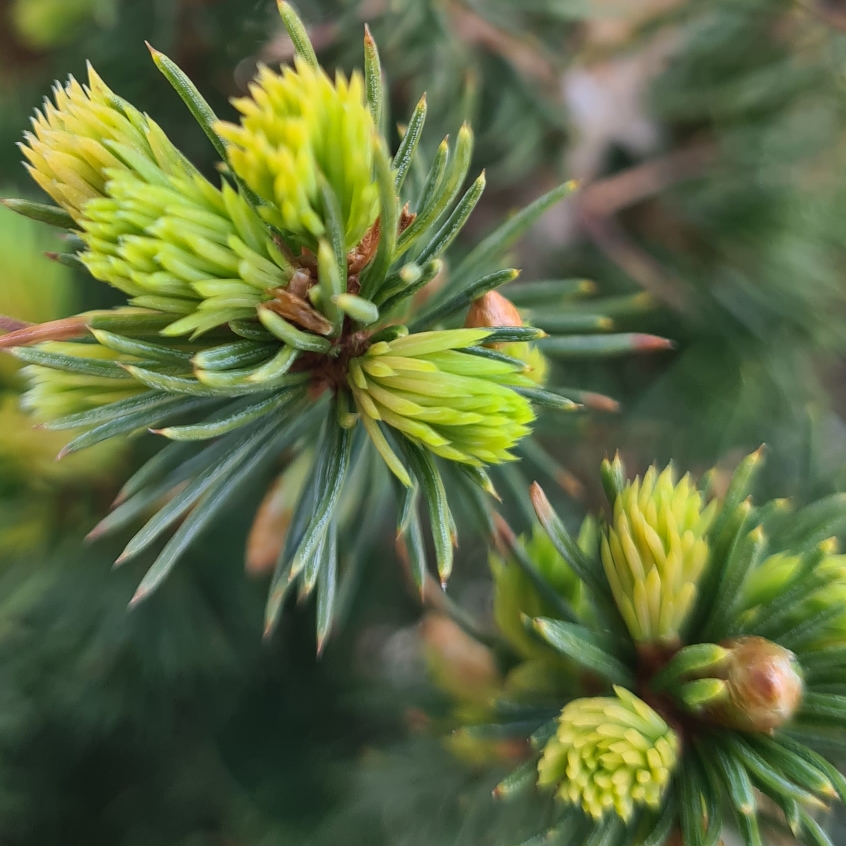 Alberta Spruce Conica in the GardenTags plant encyclopedia