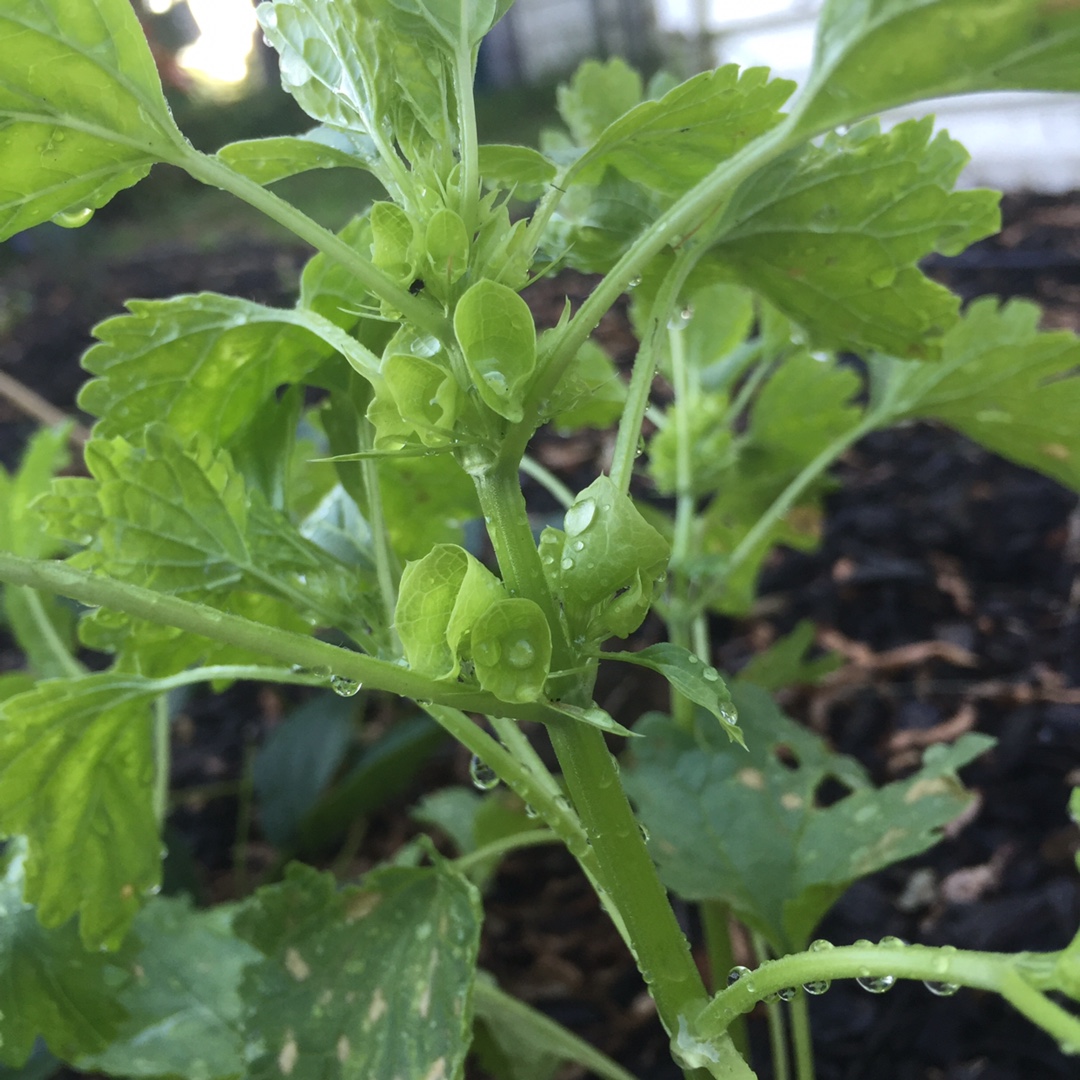 Bells Of Ireland in the GardenTags plant encyclopedia