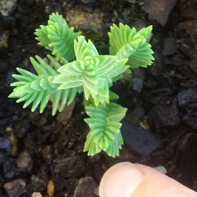 Crassula Ericoides in the GardenTags plant encyclopedia