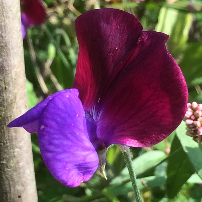 Sweet Pea Cupani in the GardenTags plant encyclopedia