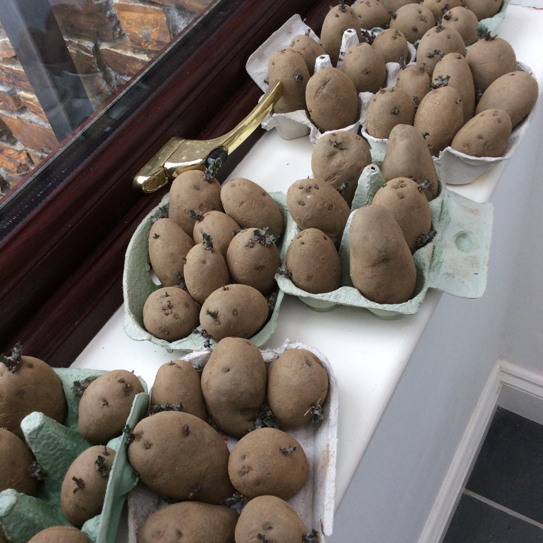 Potato Nicola in the GardenTags plant encyclopedia