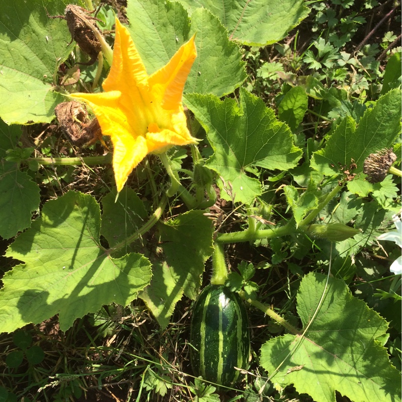 Vegetable Marrow Table Dainty in the GardenTags plant encyclopedia