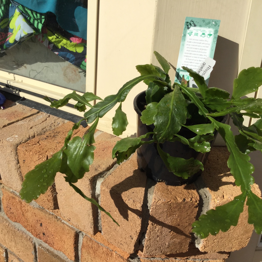 Mistletoe cacti in the GardenTags plant encyclopedia