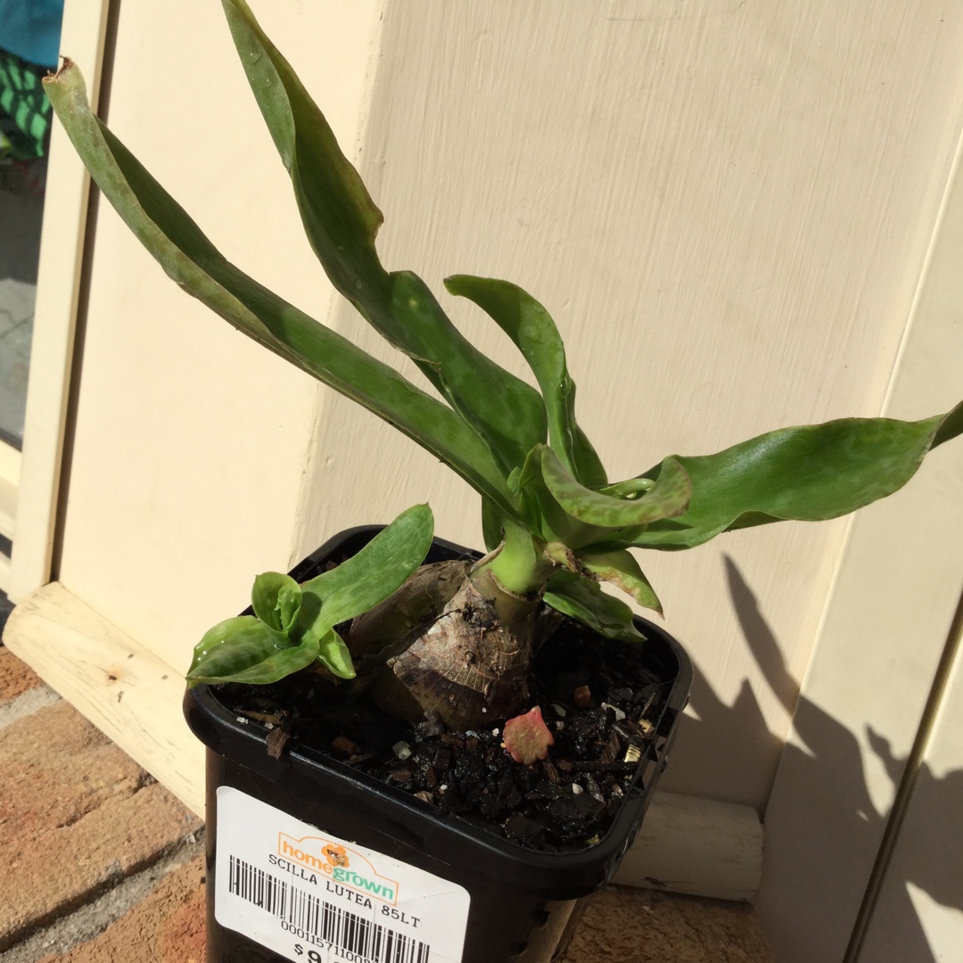 Scilla Lutea in the GardenTags plant encyclopedia