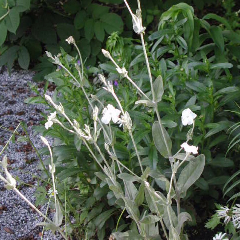 Rose Campion Alba in the GardenTags plant encyclopedia