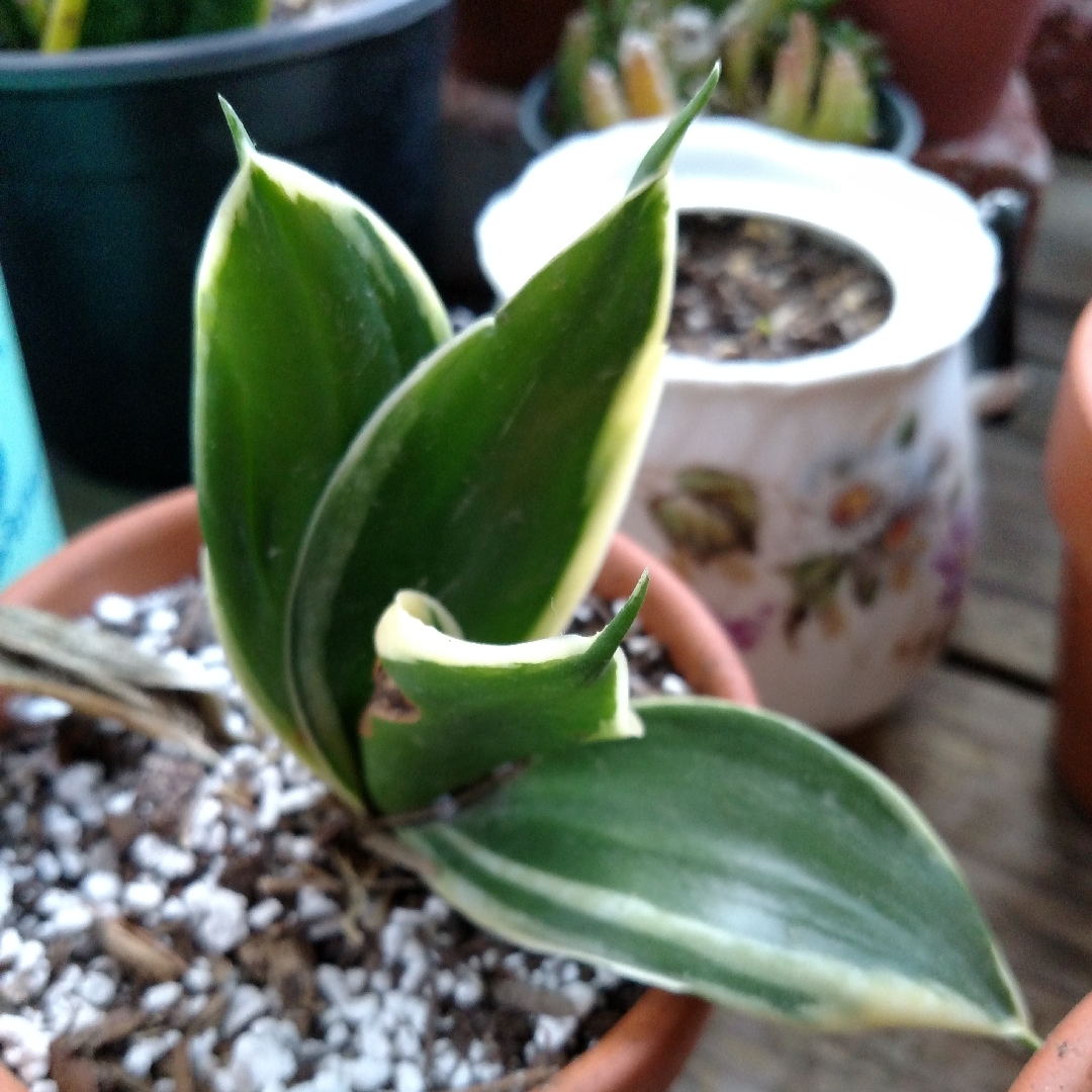 Dwarf Sansevieria trifasciata in the GardenTags plant encyclopedia