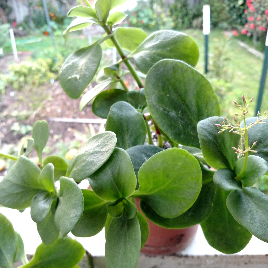 Woodland Stonecrop in the GardenTags plant encyclopedia