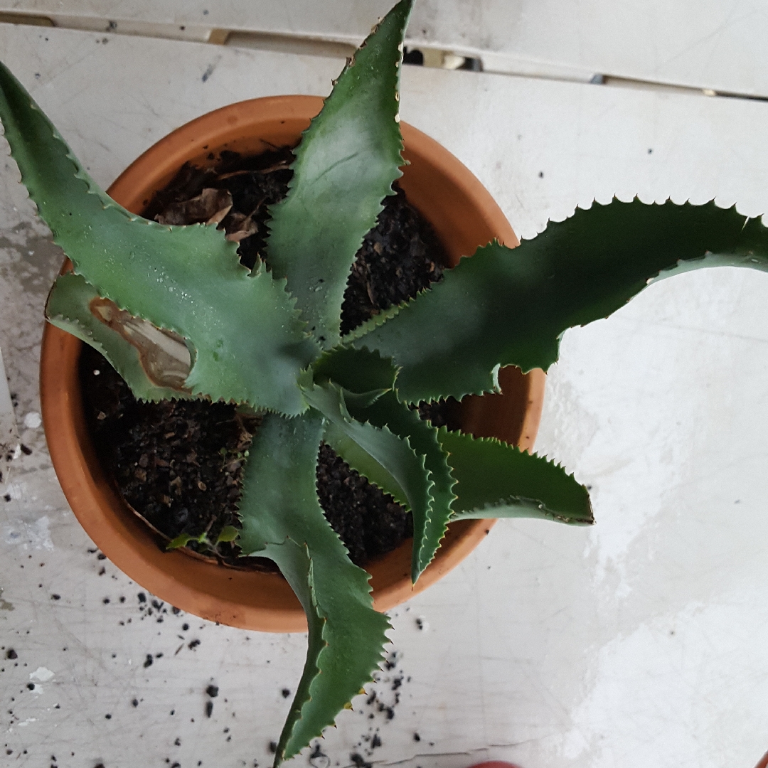 Blue Curls in the GardenTags plant encyclopedia