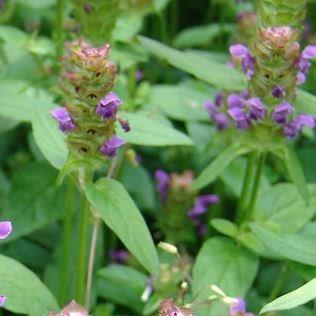 Self-heal in the GardenTags plant encyclopedia