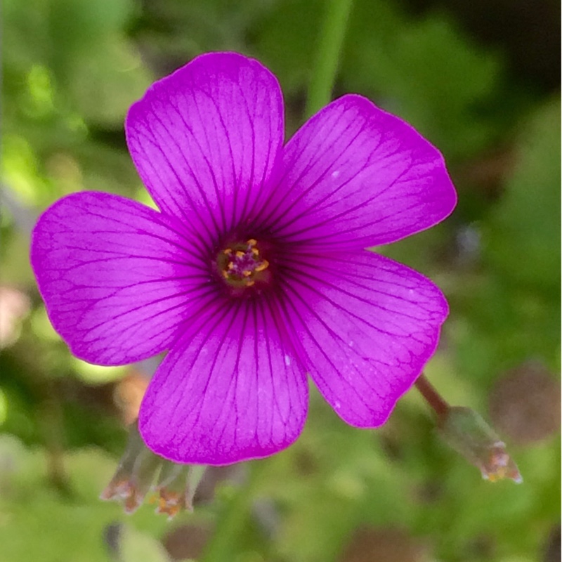 Wood Sorrel Festival in the GardenTags plant encyclopedia