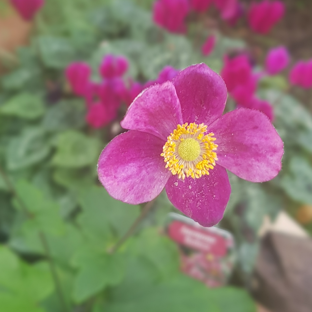 Japanese Windflower Rubra in the GardenTags plant encyclopedia