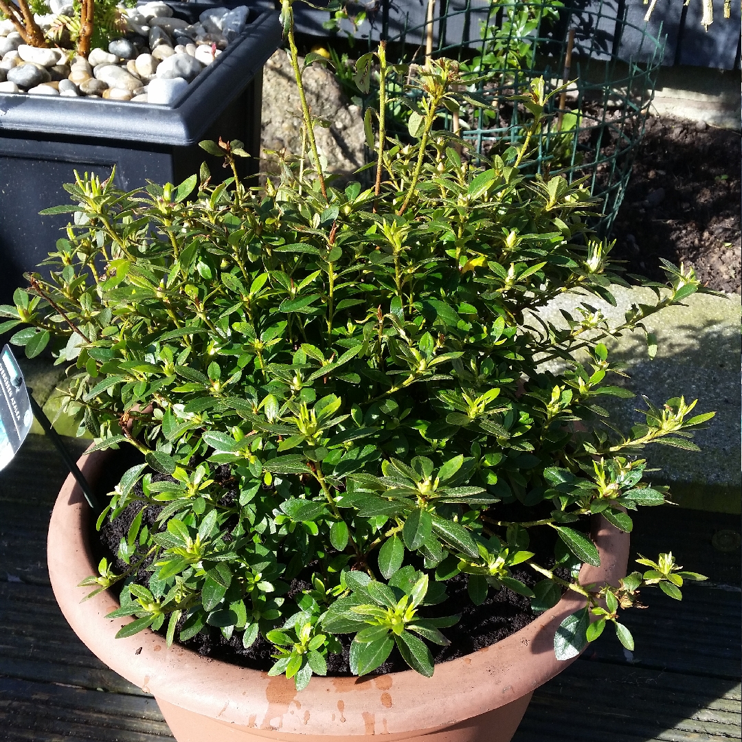 Azalea  Isabel in the GardenTags plant encyclopedia