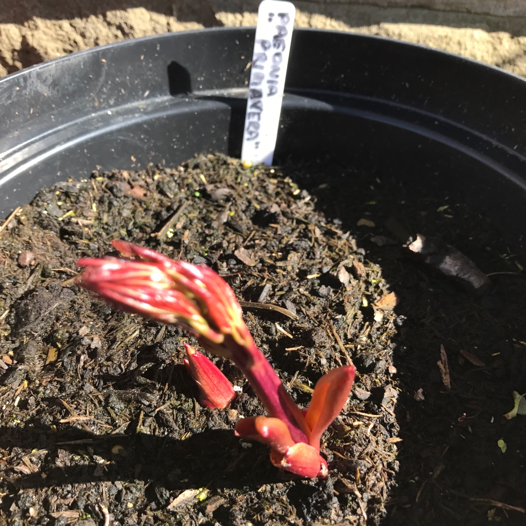 Peony Primevère (Herbaceous) in the GardenTags plant encyclopedia