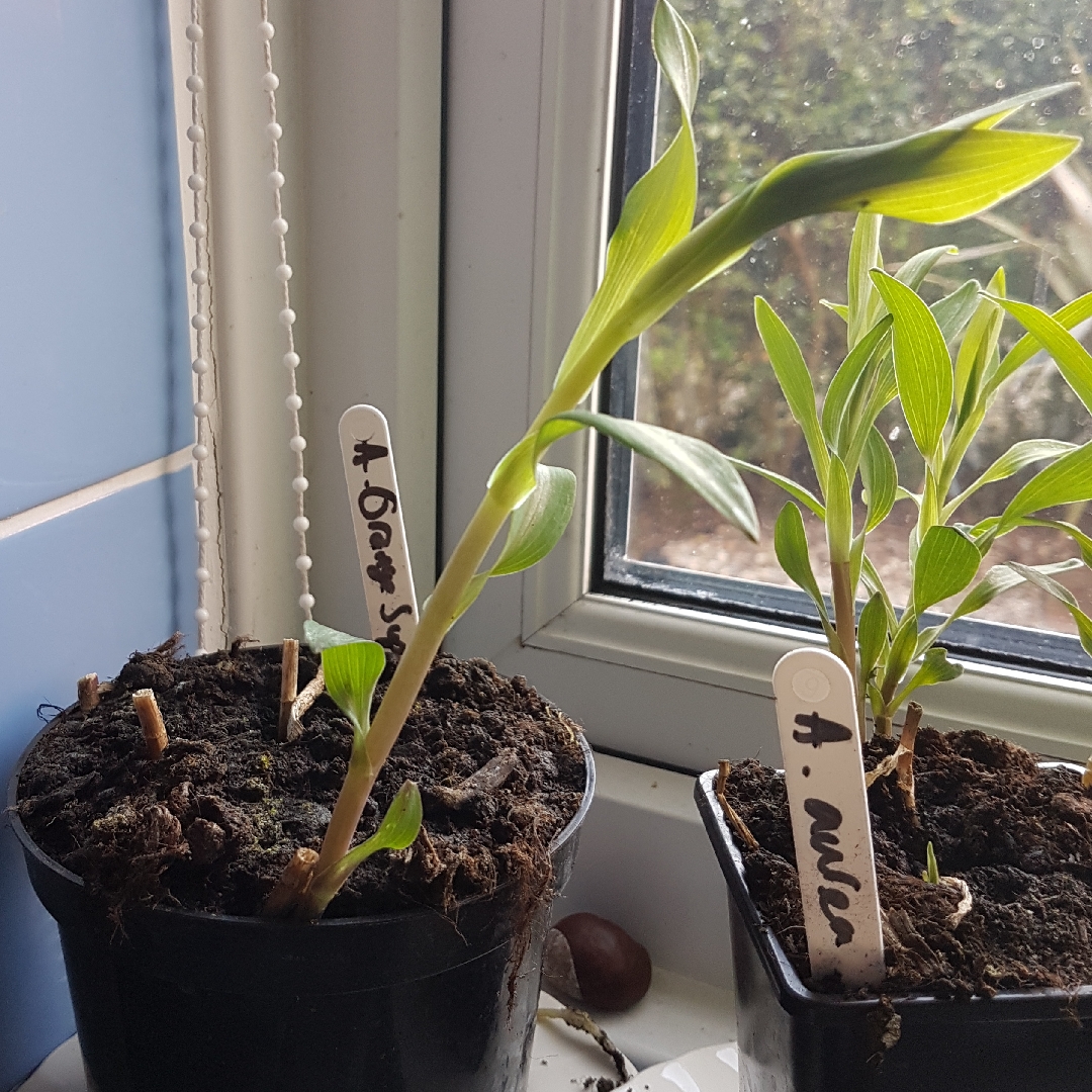 Peruvian Lily Orange Supreme in the GardenTags plant encyclopedia