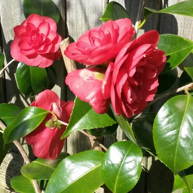 Camellia Imbricata in the GardenTags plant encyclopedia