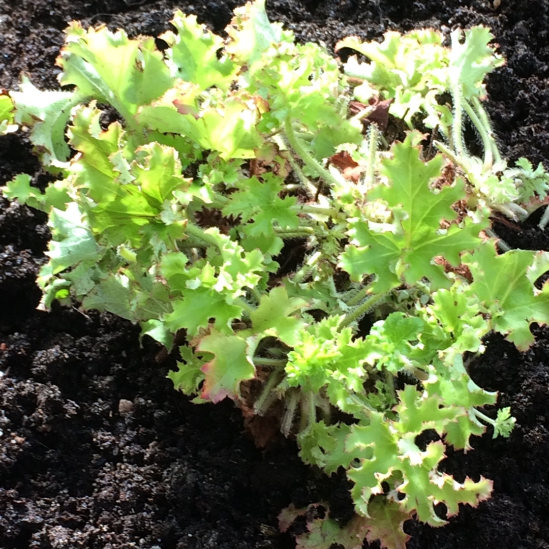 Alumroot Bright And Breezy in the GardenTags plant encyclopedia