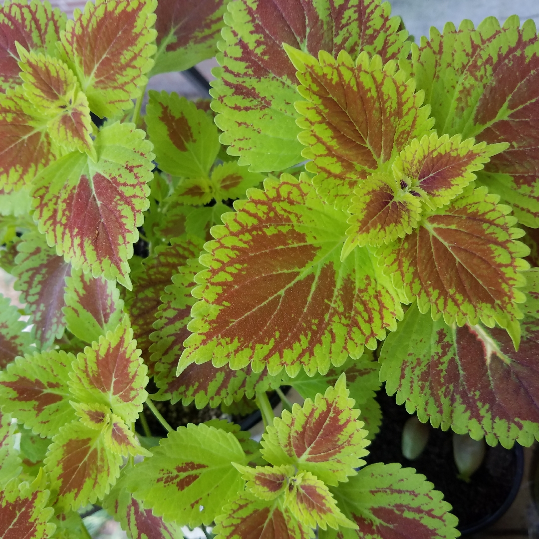 Coleus Gator Glory in the GardenTags plant encyclopedia