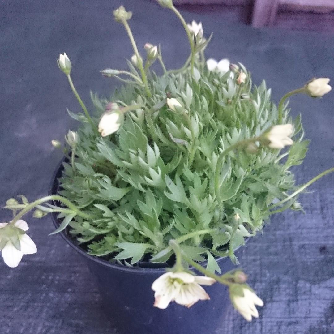 Saxifrage Highlander White in the GardenTags plant encyclopedia