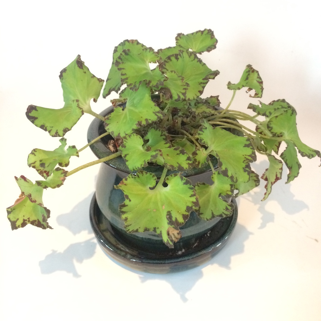 Rhizomatous Begonia Jive in the GardenTags plant encyclopedia