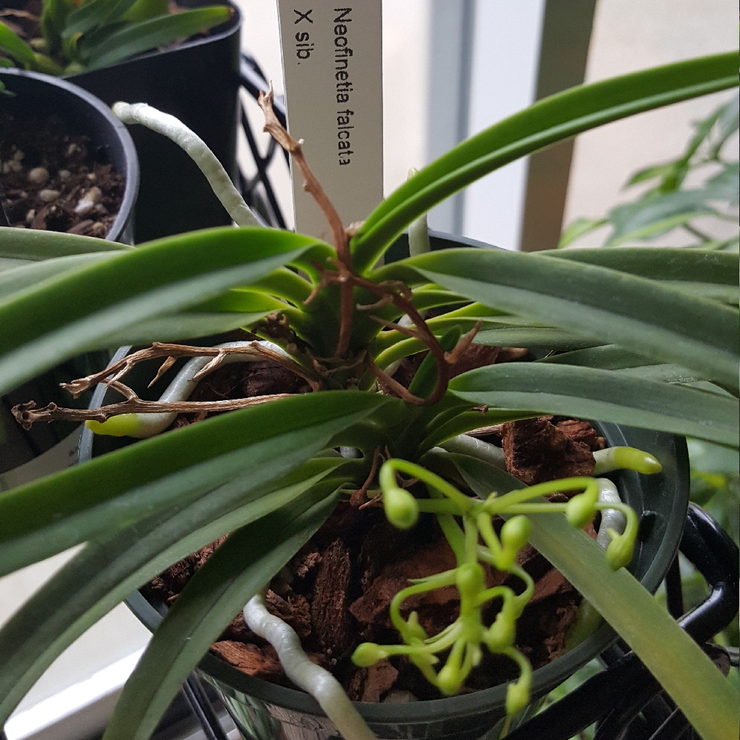 Vanda falcata in the GardenTags plant encyclopedia