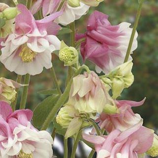 Columbine Petticoat Pink in the GardenTags plant encyclopedia