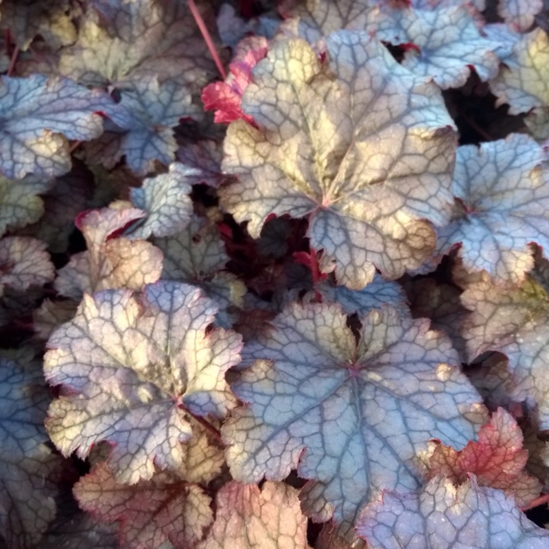 Alumroot Amethyst Myst in the GardenTags plant encyclopedia