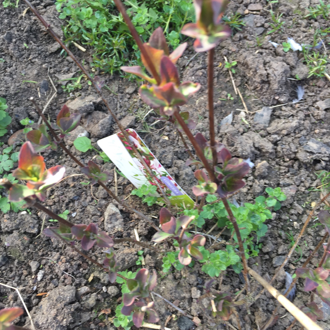 Honeysuckle Chic et Choc in the GardenTags plant encyclopedia