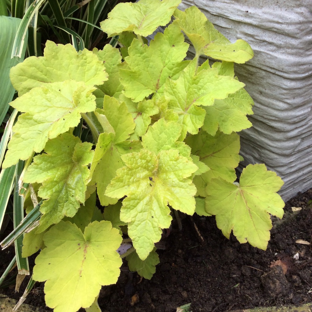 Alumroot Fire Frost in the GardenTags plant encyclopedia