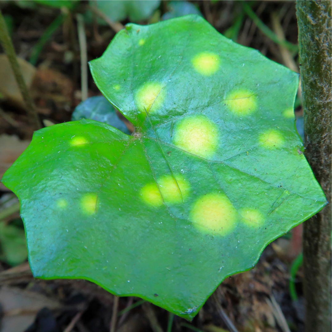 Spotted Leopard Plant in the GardenTags plant encyclopedia