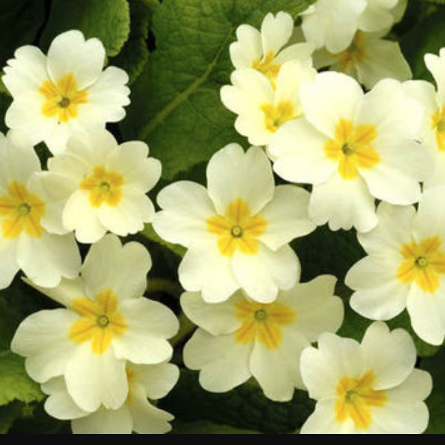 Native Primrose in the GardenTags plant encyclopedia