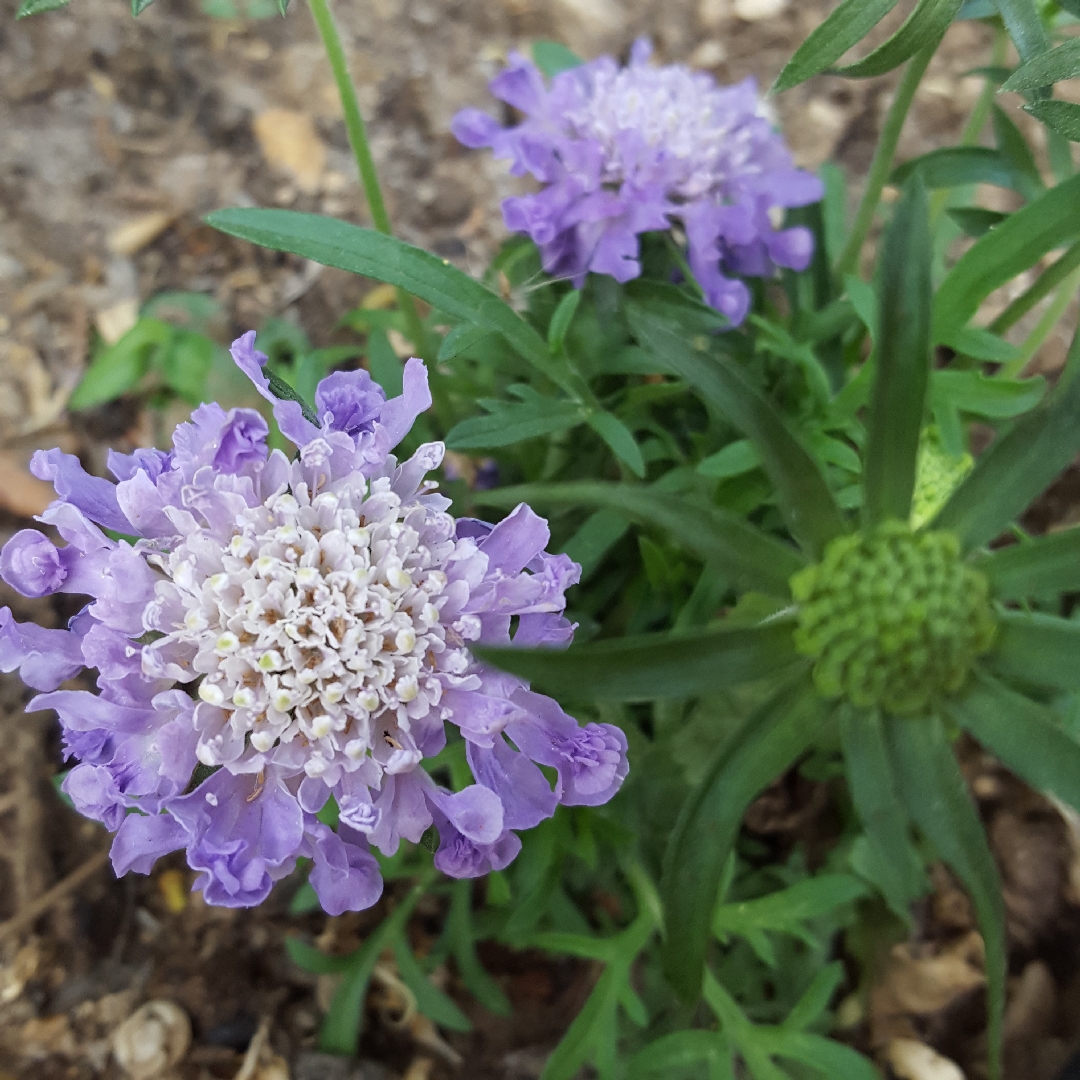 Small Scabious in the GardenTags plant encyclopedia