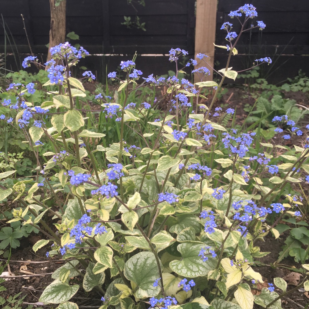 Siberian Bugloss Hadspen Cream in the GardenTags plant encyclopedia