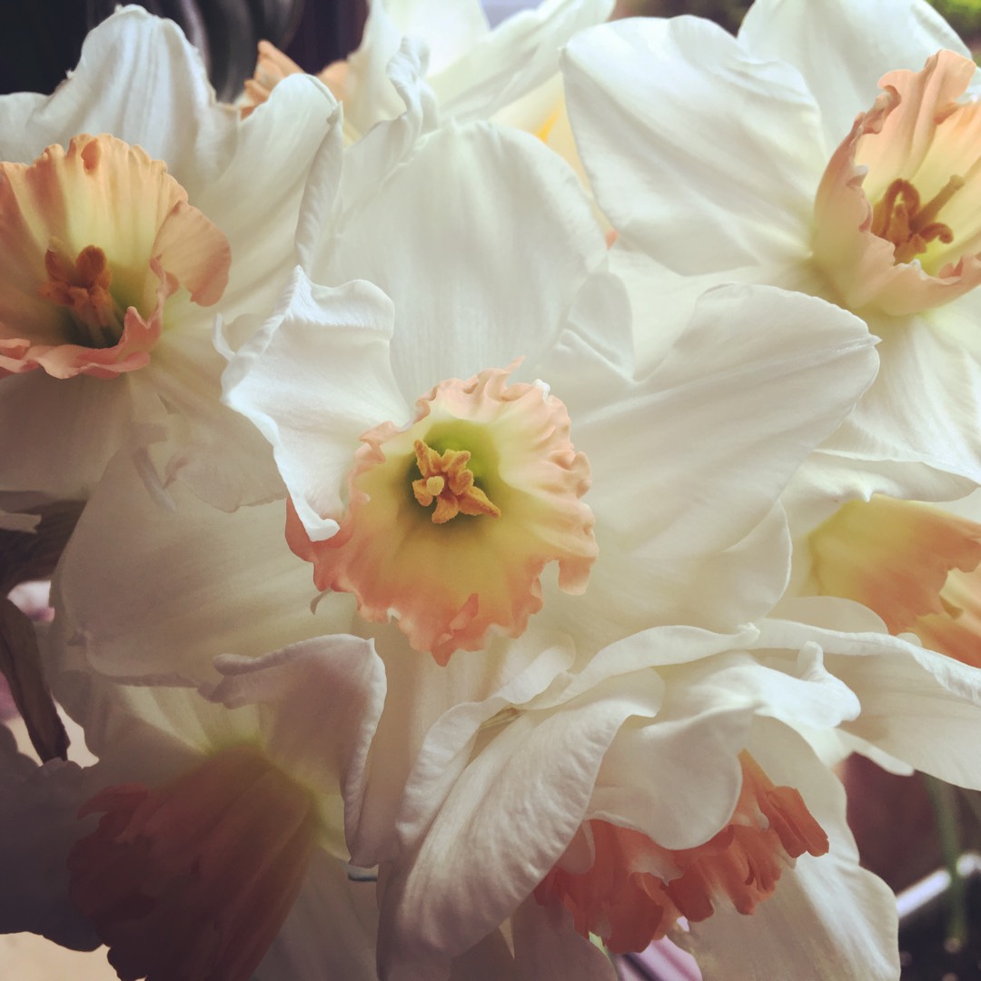 Daffodil Pink Charm (Large-cupped) in the GardenTags plant encyclopedia