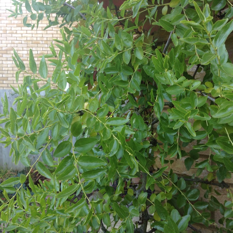 Jujube in the GardenTags plant encyclopedia