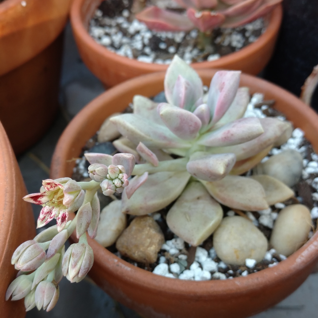 Graptopetalum Marquise de Sevigne in the GardenTags plant encyclopedia