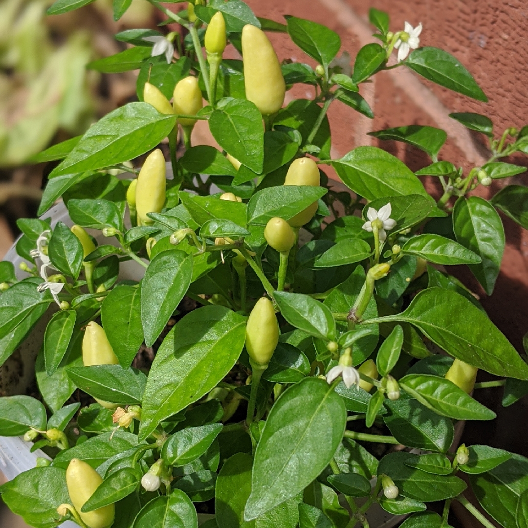 Chilli Prairie Fire in the GardenTags plant encyclopedia