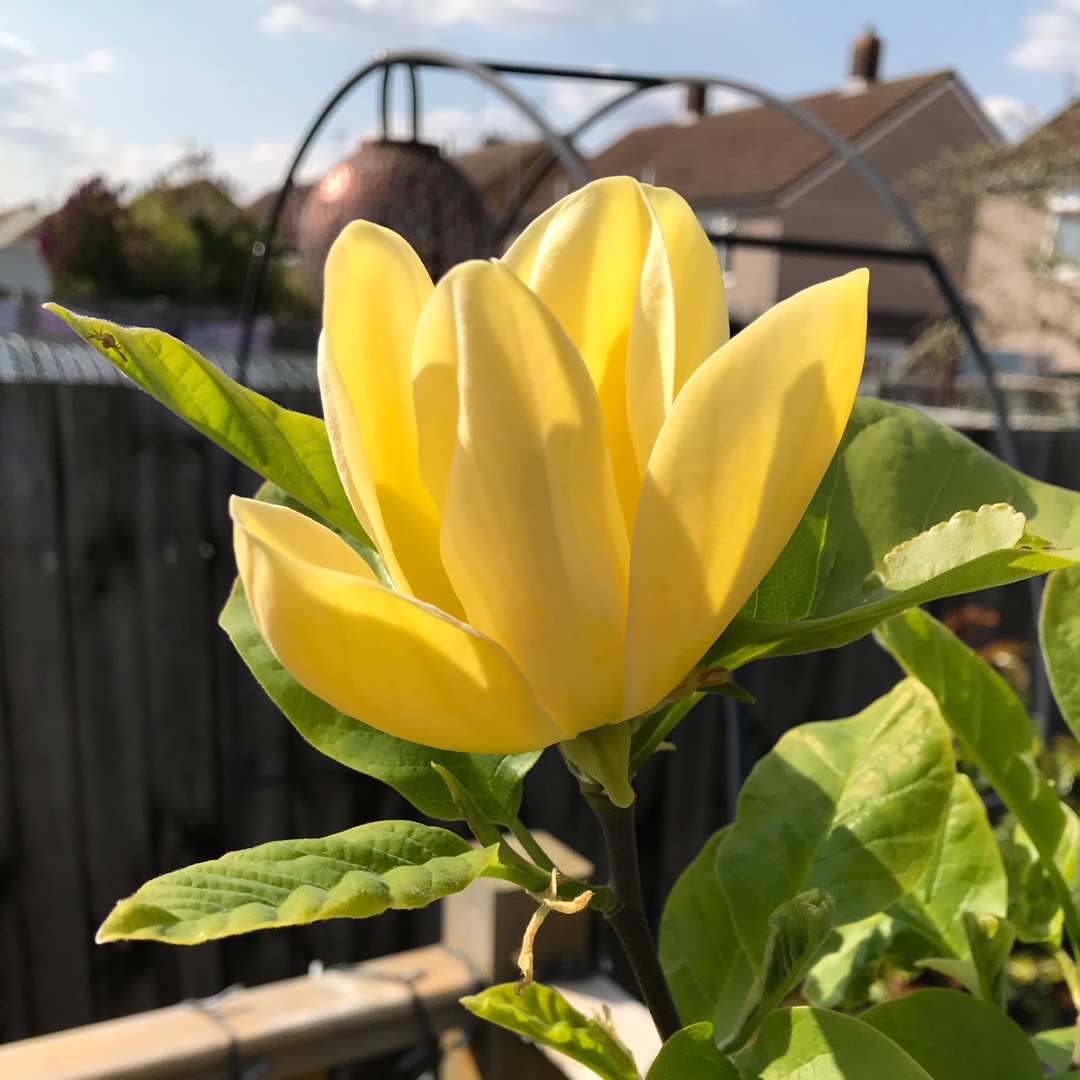 Magnolia Yellowbird in the GardenTags plant encyclopedia