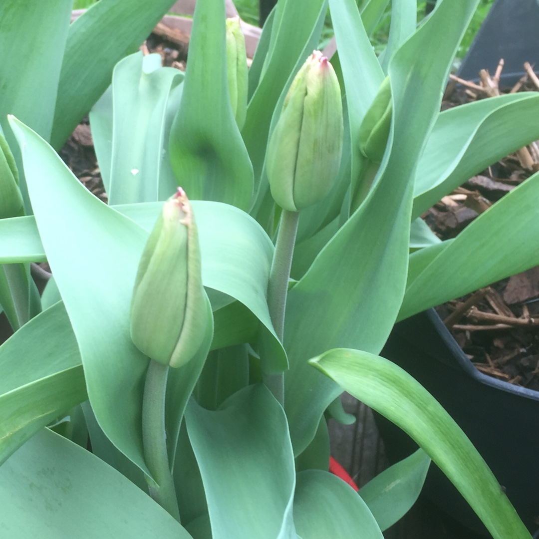 Tulip Canasta (Fringed) in the GardenTags plant encyclopedia