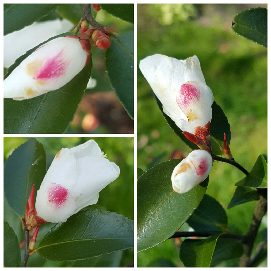 Camellia Transnokoensis in the GardenTags plant encyclopedia